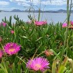 Carpobrotus acinaciformis Floro