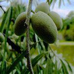 Elaeagnus commutata Frucht