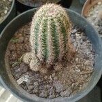 Echinocereus pectinatus List