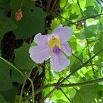 Thunbergia grandiflora 花