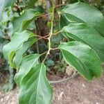 Actinidia arguta Feuille