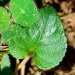 Viola hirta Leaf