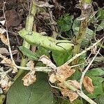 Vicia faba Fruit