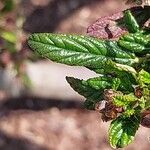 Ceanothus arboreus Folha
