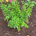 Lippia micromera Лист