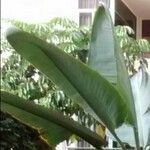 Ravenala madagascariensis Likasa