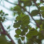 Wrightia pubescens Likasa