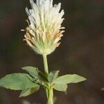 Trifolium squarrosum Blüte