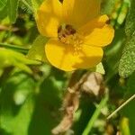 Pavonia burchellii Цвят