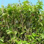 Theobroma grandiflorum Hábito