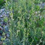 Linaria simplex Habitatea