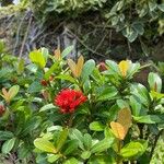 Ixora chinensis Кветка