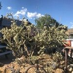 Cylindropuntia acanthocarpa Alkat (teljes növény)