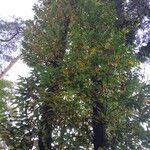 Castanea sativa Libunga