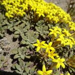 Oreopolus glacialis Flor
