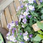 Sutera cordata Hoja