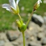Cerastium cerastoides Flower