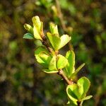 Chaenomeles × superba Leaf