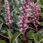 Salix glauca Flower