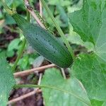 Luffa cylindrica Fruit