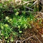 Sagina procumbens ശീലം