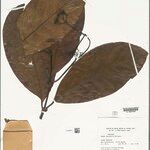 Rudgea stipulacea Leaf