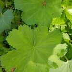 Alchemilla acutiloba Lapas