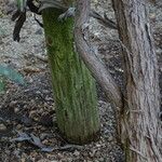 Acacia glaucoptera 樹皮
