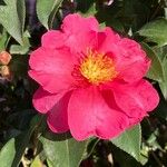 Camellia sasanqua Blüte