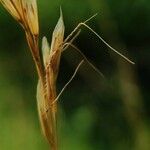 Helictochloa pratensis Fruit