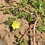 Ludwigia adscendens Fleur