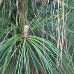 Pinus canariensis List