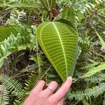 Miconia calvescens Levél