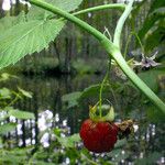 Rubus idaeus Плод