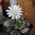 Gymnocalycium anisitsii Кара