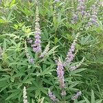 Vitex agnus-castusЦветок