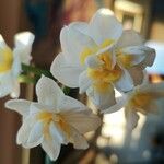 Narcissus tazetta Bloem