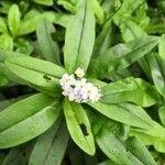 Myosotis latifolia Цветок