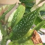 Begonia maculata Fuelha