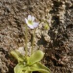 Pinguicula crystallina Natur