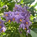 Solanum crispum