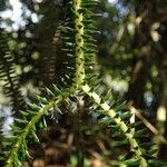 Huperzia ophioglossoides Hoja