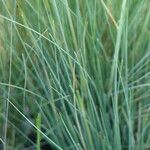 Stipa juncea Fuelha