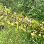 Malus sylvestris Плод