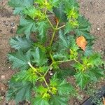 Datura stramoniumLeaf