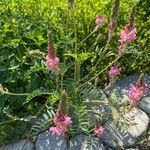 Onobrychis arenaria Flor