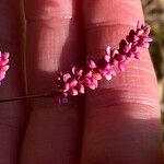 Persicaria longiseta ফুল