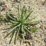 Cryptantha clevelandii Habitus