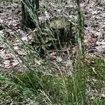 Festuca filiformis Květ