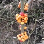 Ficus fiskei Fruit